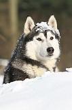 SIBERIAN HUSKY 194